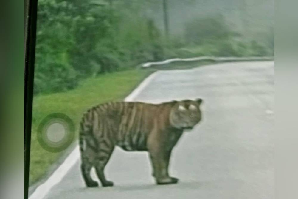 Penemuan harimau belang di laluan berhampiran Kampung Jongok Batu, Dungun yang tular di media sosial.