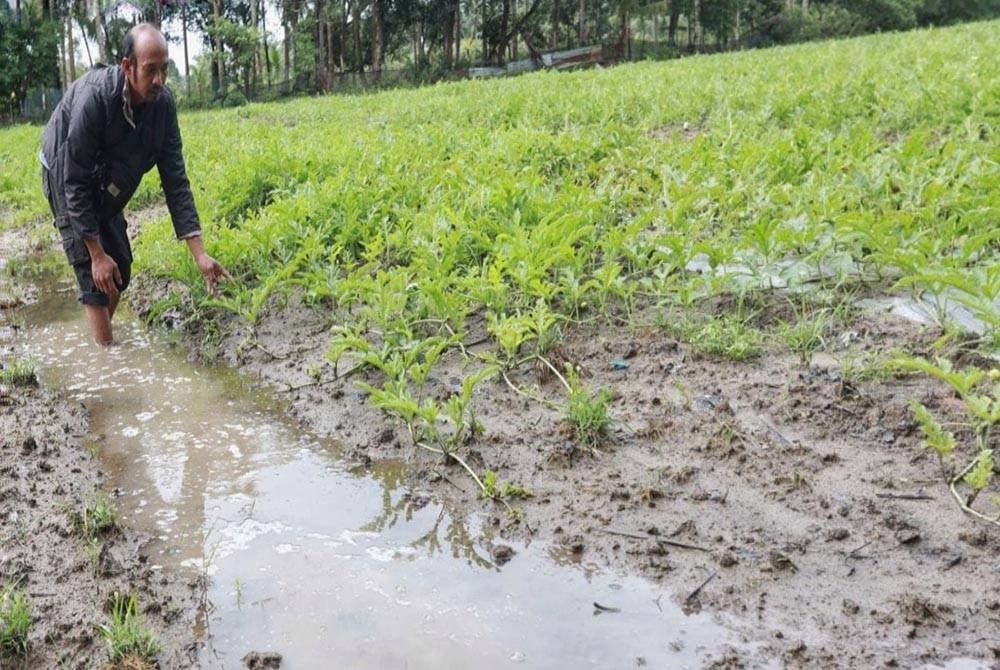 Muhammad Fadhli kerugian lebih
RM30,000 selepas kebun tembikainya yang sedang berbuah seluas lebih satu hektar ditenggelami banjir berikutan hujan lebat berterusan.