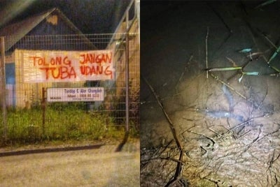 Gambar kiri: Antara gambar yang dikongsi pengguna Facebook di kawasan Kubang Sepat,Kubang Pasu. Gambar kanan: Antara udang galah yang mati akibat kegiatan menuba udang.