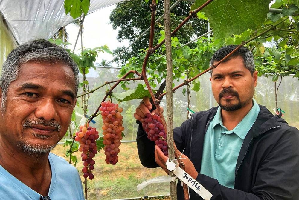 Muhd Rizal (kanan) bersama Syed Norhaimi yang berhasil menghasilkan buah melalui tanaman rambat di rumahnya di Jerantut.