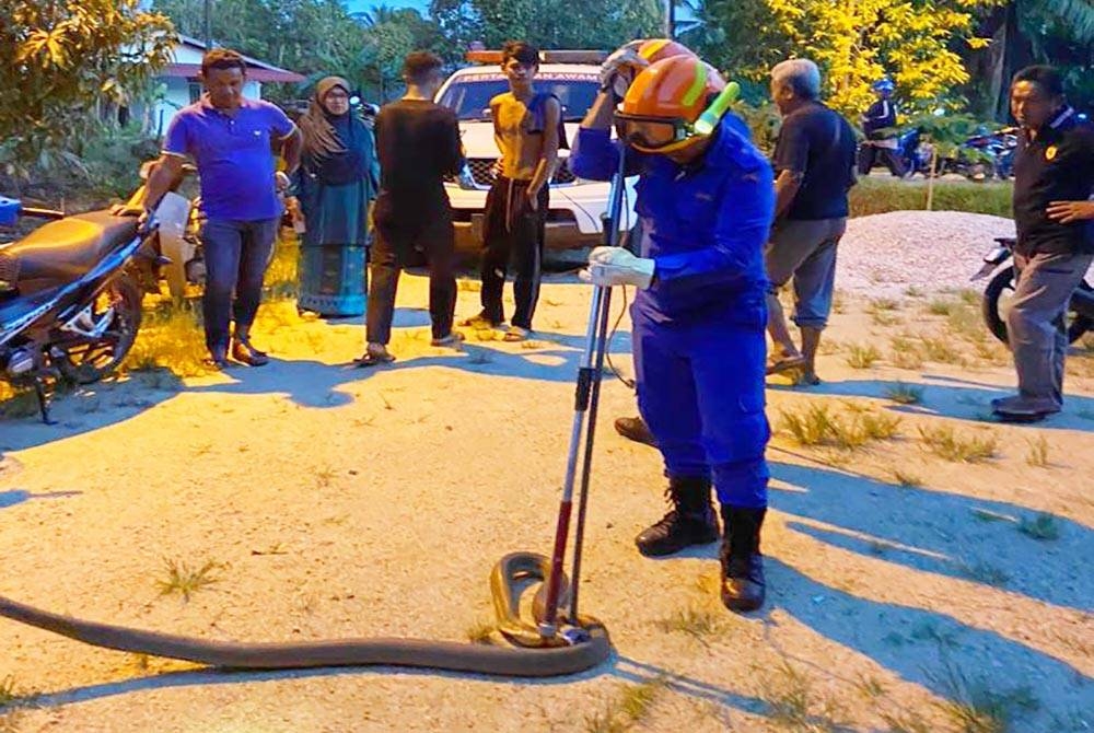 Anggota APM Pasir Puteh ambil masa 10 minit untuk menangkap ular tedung selar seberat 7 kilogram itu di sebuah rumah di Kampung Jeram pada Sabtu.