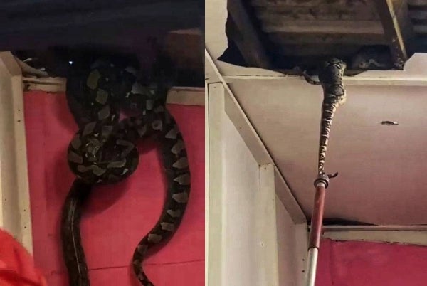 Ekor ular sawa batik terjulur keluar dari siling bilik rumah tersebut. - Foto ihsan APM