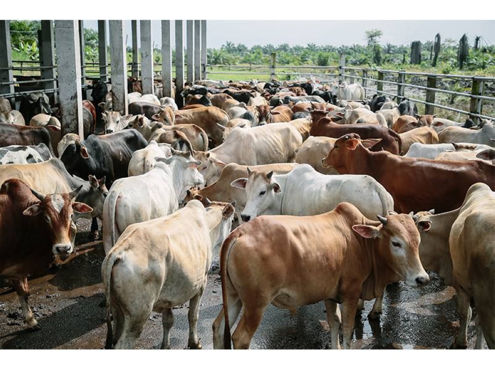 Pembibitan sapi filot skala besar menjadi salah satu fokus peningkatan produksi.