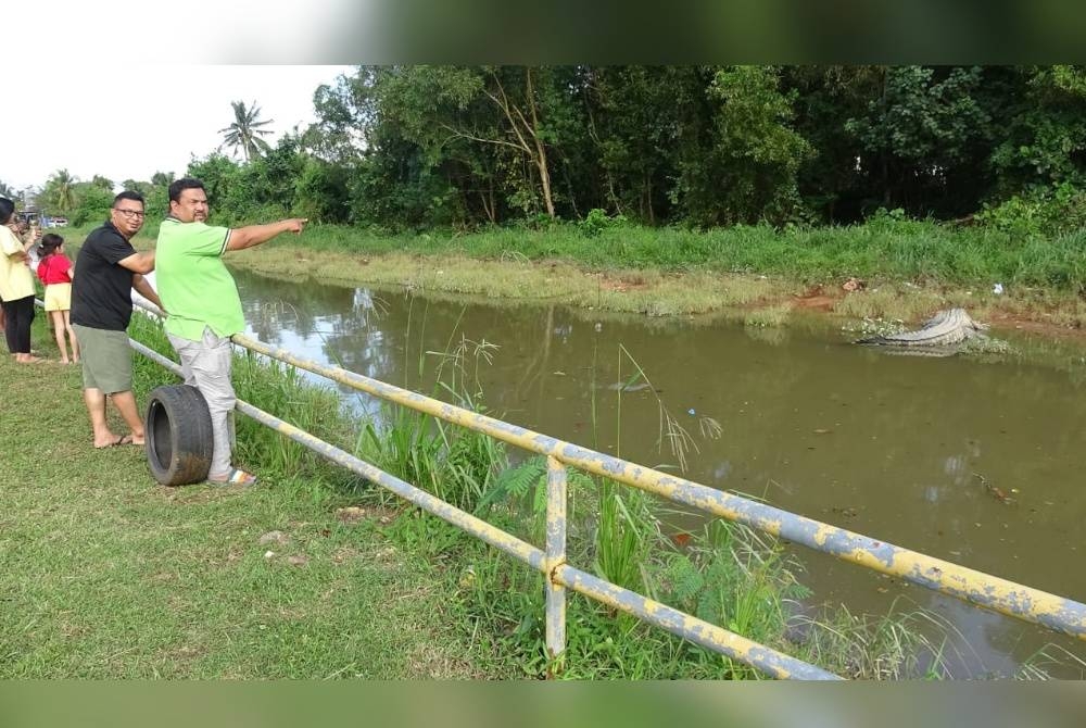 Mohd Azhar menunjukkan buaya sepanjang tiga meter yang berada di tebing longkang besar di perkampungan itu.