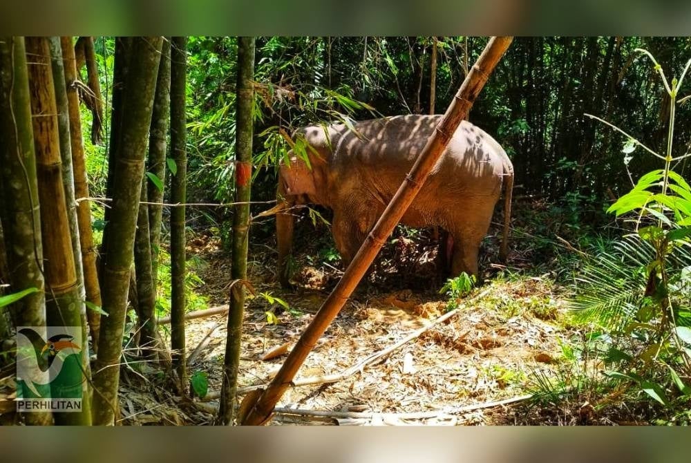 Perhilitan Pahang berjaya menangkap seekor gajah jantan dewasa selepas dilaporkan berada di kawasan jalan balak Kampung Orang Asli Simoi Lama dekat Lipis pada Selasa. - Foto Perhilitan Pahang