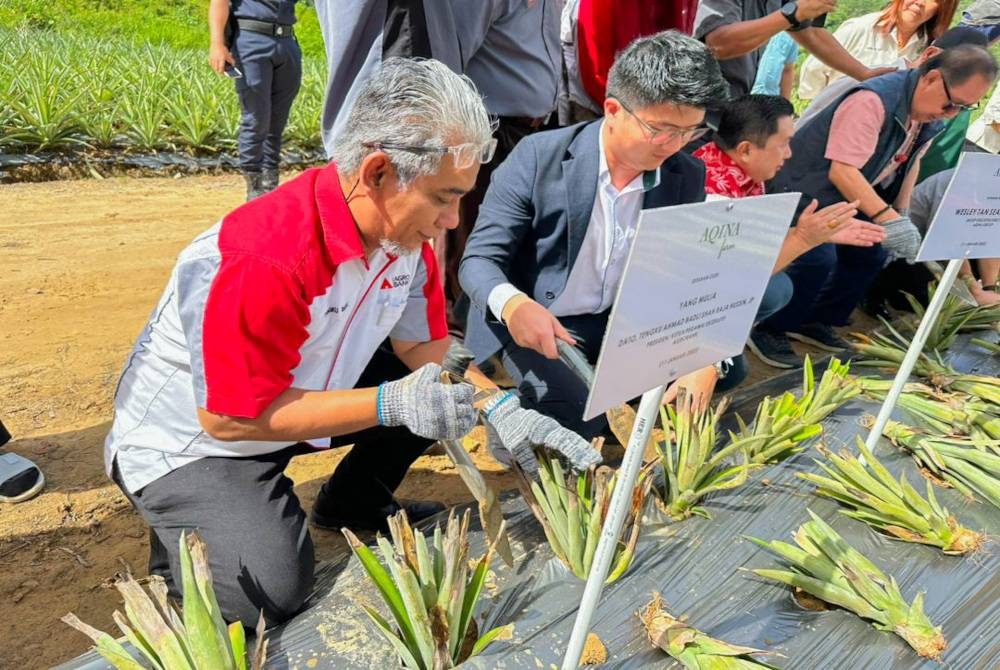 Tengku Ahmad Badli Shah (kiri) di Program Agro Komuniti B40 Usahawan Peladang Kontrak Tanaman Nanas MD2 di lancarkan di Beufort, Sabah.