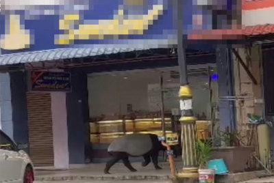 Rakaman gambar menunjukkan tapir jantan itu berada di pintu masuk sebuah kedai kek di kawasan bandar di Dungun. - Foto media sosial