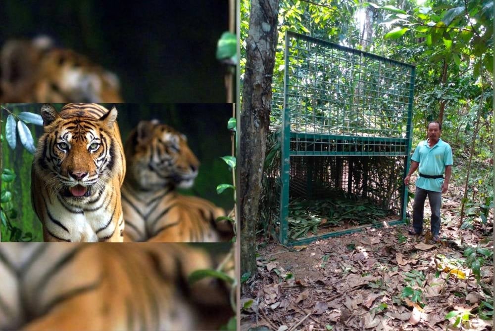 Penduduk melihat perangkap yang dipasang untuk menangkap harimau tersebut.