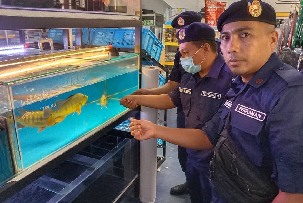 Kesalahan memiliki ikan larangan boleh dikenakan denda tidak lebih RM1,000 atau penjara tidak melebihi satu tahun atau kedua-duanya.