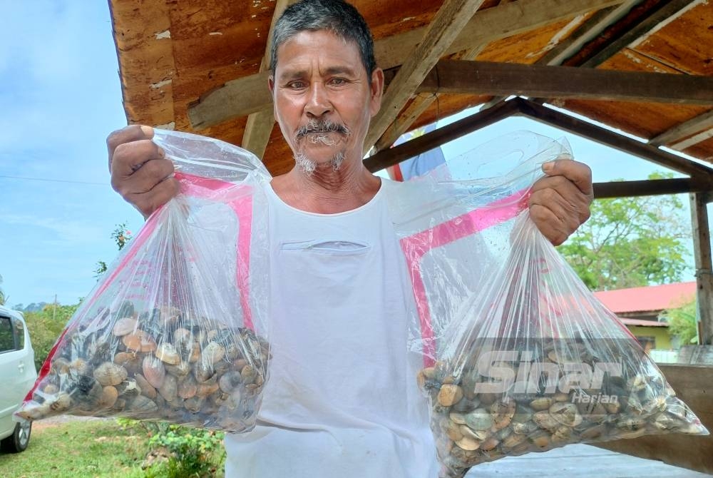 Majid menunjukkan siput gayam yang diperolehi di Pulau Sayak sebelum dijual kepada pembeli.