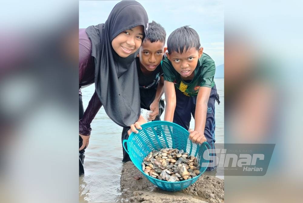 Dari kiri Nur Kamarina Mohd Hatta, 13, sepupunya, Mohd Wafi Ridzuan Suhaimi, 13, dan Mohd Marwan Suhaimi, 11, tidak melepaskan peluang kutip siput gayam bersama keluarga di Pulau Sayak, Kota Kuala Muda, Kedah.