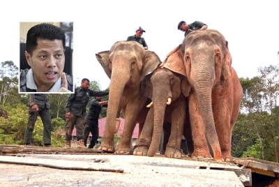 Operasi pemindahan gajah yang dilakukan oleh Perhilitan Kelantan. (Gambar kecil: Mohamad Hafid - Foto: Bernama)