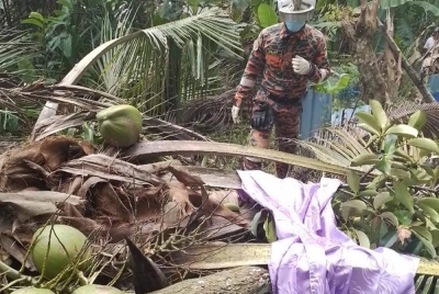 Seorang wanita warga emas maut selepas dipercayai dihempap pokok dalam kejadian di Felda Palong 8 di sini pada Khamis. - Foto Ihsan Balai Bomba dan Penyelamat Seri Jempol