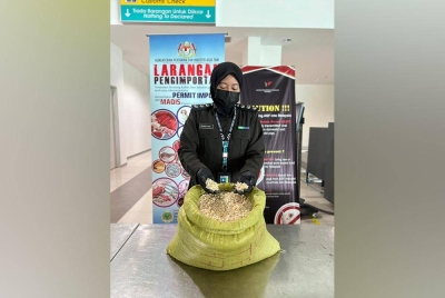 Pegawai Maqis Pahang menunjukkan bijirin jagung yang dirampas selepas dikesan cuba dibawa masuk penumpang dari Myanmar hasil pemeriksaan harian di LTSAS di sini pada Selasa.
