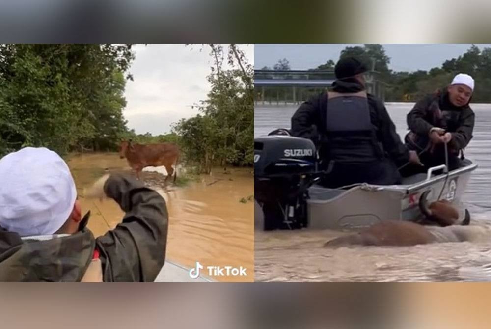 Ebit melambai ke arah lembu berkenaan setelah berjaya dibawa ke tempat yang selamat. Ebit (kanan) menarik lembu ke tempat yang selamat.