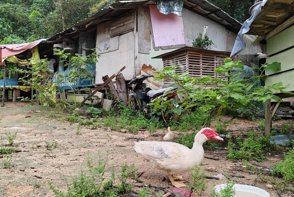 Haiwan ternakan seperti itik kelihatan di kawasan rumah PATI.