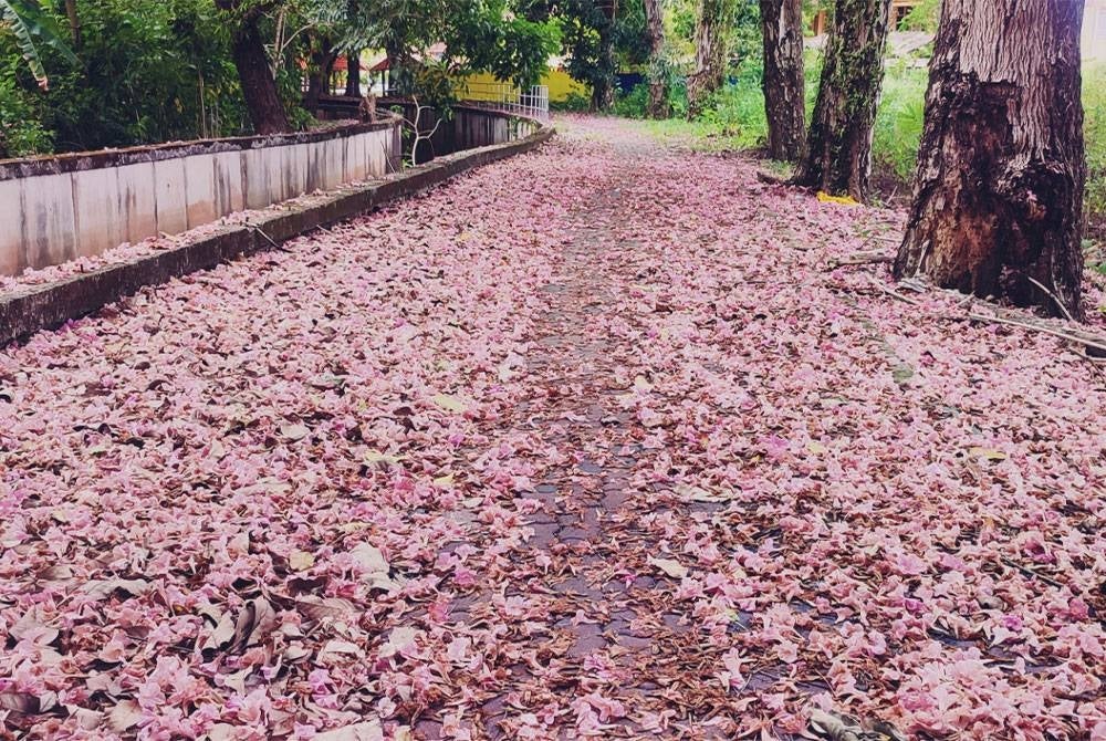 Bunga sakura Kedah jatuh berguguran menutupi permukaan tanah bagaikan hamparan permaidani.
di belakang Sekolah Menengah Kebangsaan (SMK) Syed Mohamed Al-Bukhary, Alor Setar.