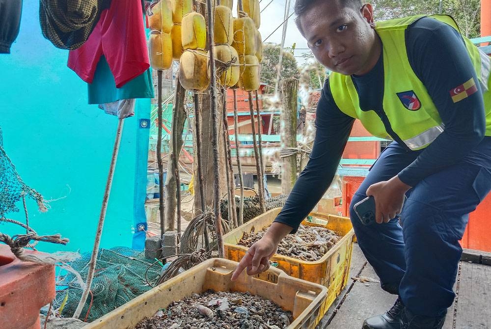 Pegawai Jabatan Perikanan Selangor menunjukkan antara hasil tangkapan bubu naga yang melibatkan anak ikan dan pelbagai hidupan laut lain.