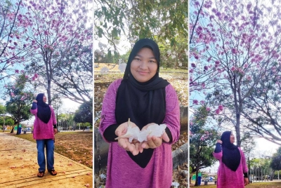 Seorang remaja, Nur Zahraa' Alis Qaisara Mohd Azhar teruja melihat Sakura Kedah berbunga di Taman Rekreasi Ujana Peremba. (Gambar tengah: Nur Zahraa’ Alis Qaisara menunjukkan bunga sakura Kedah yang berguguran.)