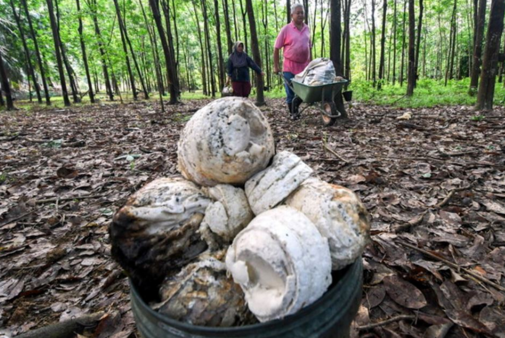 Kerajaan bersetuju menaikkan paras harga pengaktifan Insentif Pengeluaran Getah (IPG) daripada RM2.50 kepada RM2.70 sekilogram. - Foto Bernama