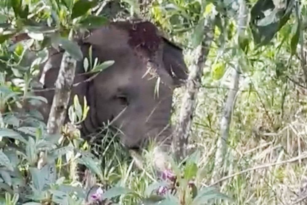 Gajah tunggal jantan bergading muncul di hutan berhampiran Taman Perumahan Pandan Damai di Jalan Pintasan Kuantan-Pelabuhan mengejutkan penduduk pada petang Isnin.