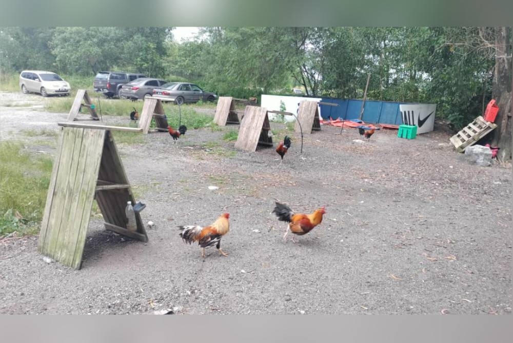Polis merampas 25 ekor ayam ayam jantan yang digunakan kaki judi untuk pertaruhan tersebut.