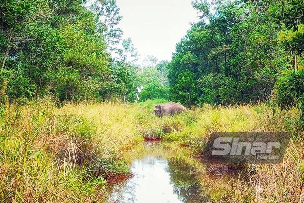 Gajah sudah berada di hutan kecil terbabit kira-kira seminggu lalu berdasarkan keadaan tanah sekitar haiwan itu ditemui.