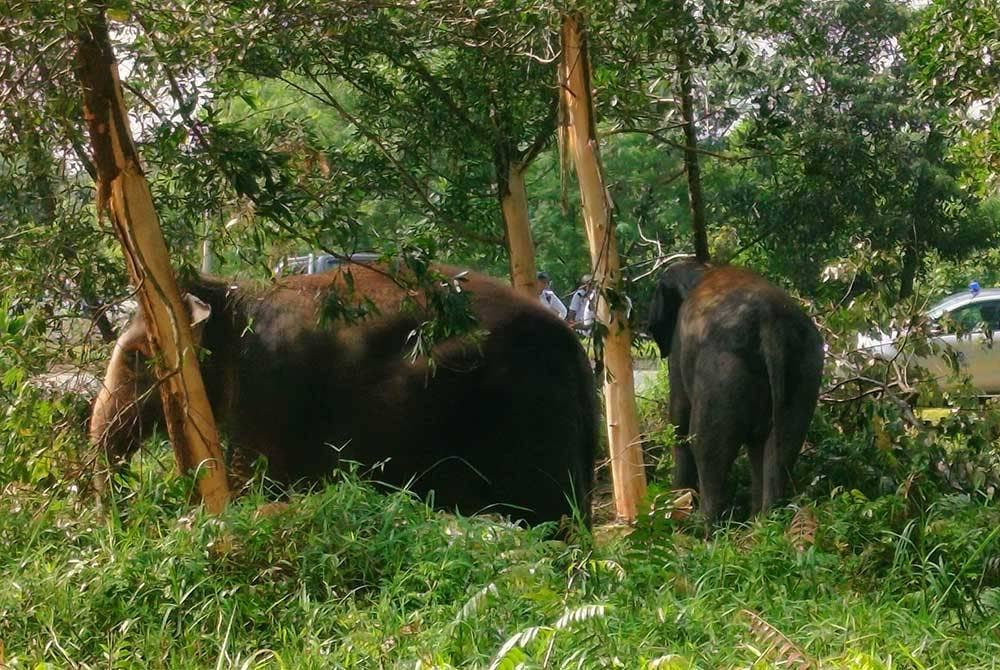 Abot dan Rambai digunakan untuk membantu memindahkan gajah jantan liar yang ditangkap dalam hutan berhampiran Taman Perumahan Pandan Damai di Kuantan pada Khamis.