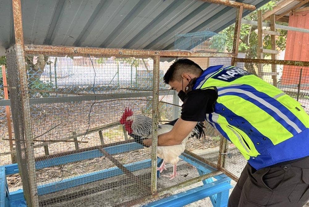 Pihak Maqis menerima kes penyeludupan membabitkan ayam hidup.Foto: Maqis