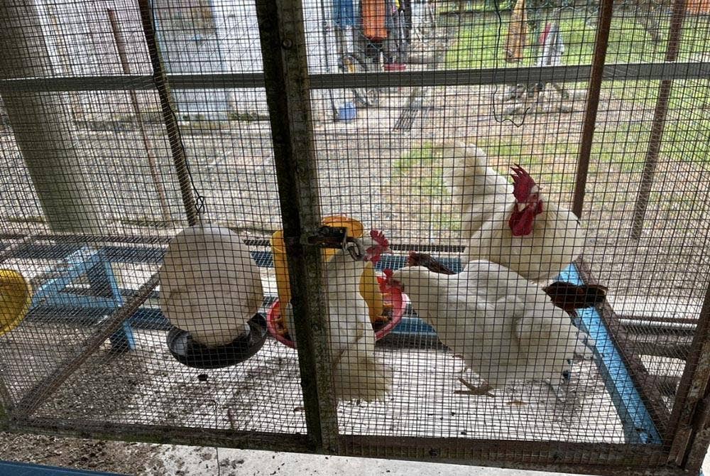 Ayam-ayam hidup yang dipercayai diseludup masuk dari Thailand. Foto: Maqis