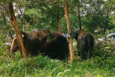 Abot dan Rambai digunakan untuk membantu memindahkan gajah jantan liar yang ditangkap dalam hutan berhampiran Taman Perumahan Pandan Damai di Kuantan pada Khamis.