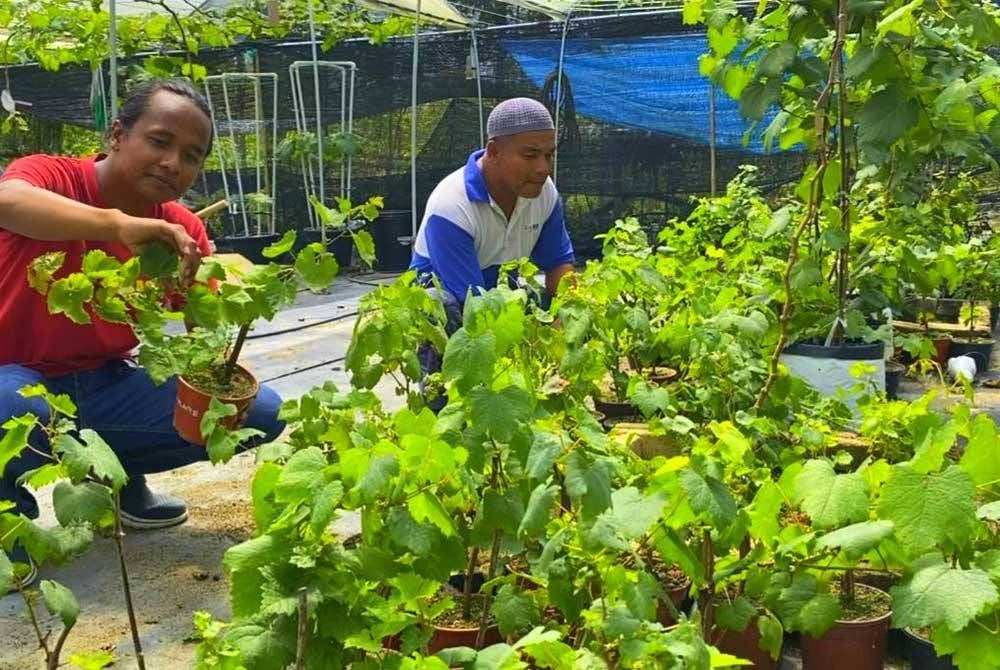 Nur Taufiq dan abangnya, Nazlan menunjukkan antara anak pokok anggur yang diusahakan.