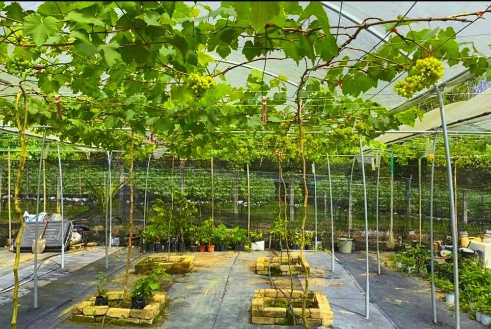 Po-land Grape Machang diusahakan seorang jurugambar yang terkesan dengan Covid-19.