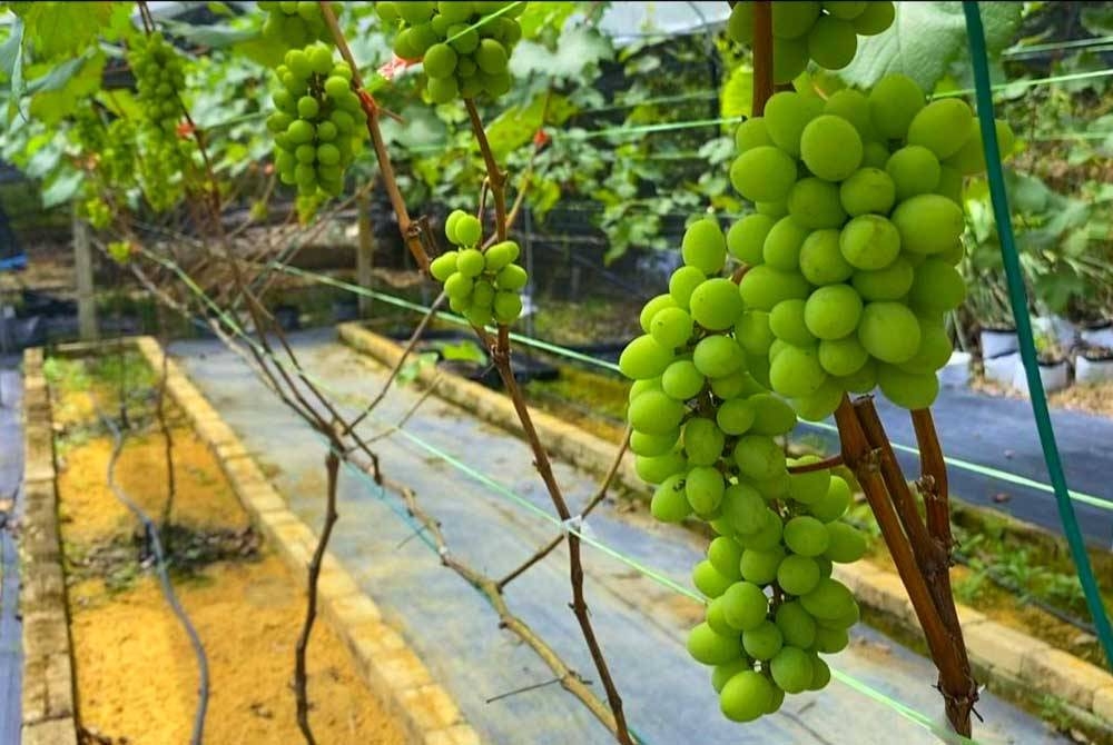 Cuaca Khatulistiwa di Malaysia sangat bagus untuk tumbesaran anggur dan situasi itu menempis dakwaan mengatakan hanya iklim sejuk sesuai dengan tanaman tersebut.