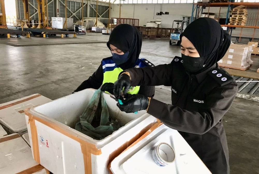 Pegawai Maqis memeriksa cacing tanah hidup yang dirampas di Kompleks Kargo Lapangan Terbang Antarabangsa Senai pada Rabu.