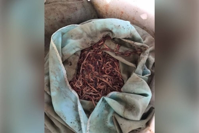 Cacing tanah hidup yang dirampas Maqis di Kompleks Kargo Lapangan Terbang Antarabangsa Senai pada Rabu.