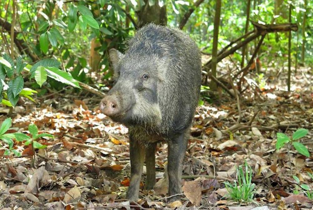 Plusieurs cas de peste porcine africaine ont été détectés à Singapour.  - Agence