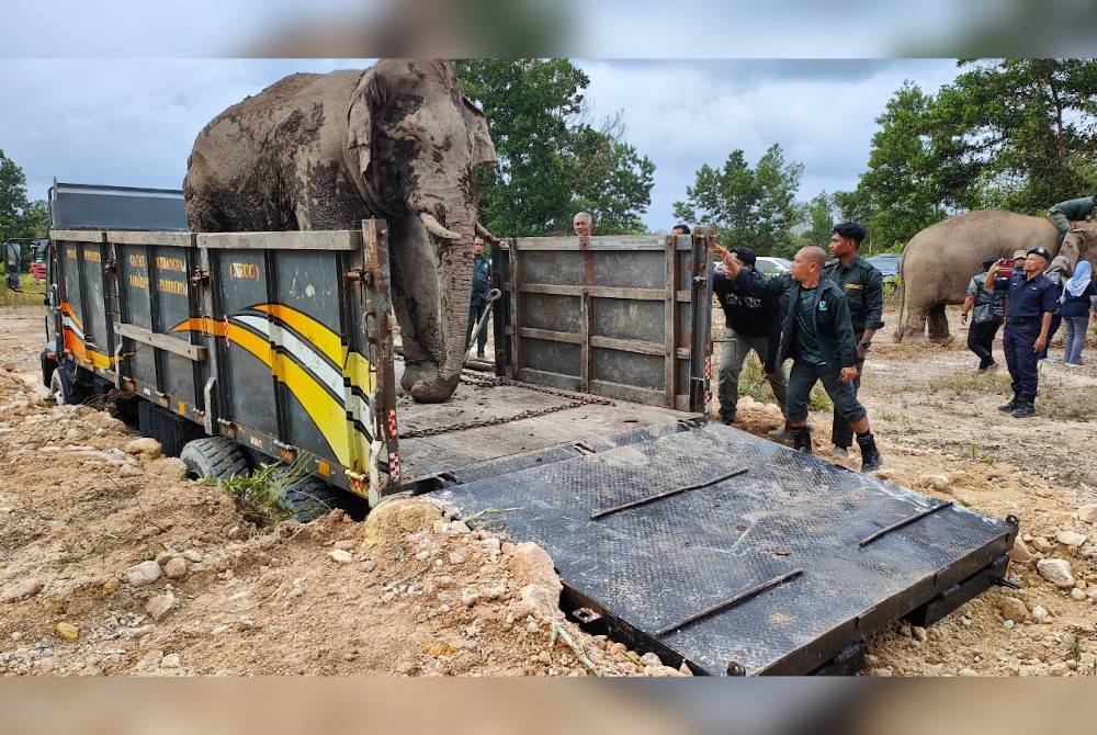 Un éléphant sauvage qui a été capturé dans une zone forestière près du parc d'habitation de Pandan Damai a été retiré avec succès pour être relâché vendredi dans un endroit sûr.