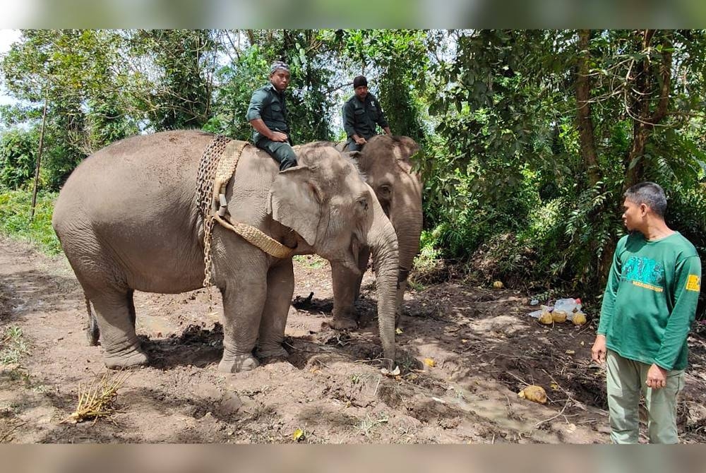 Les éléphants Denak, Abot et Rambai amenés de PKGK Kuala Gandah ont été utilisés dans l'opération de relocalisation des éléphants mâles sauvages capturés dans la zone forestière près du parc d'habitation de Pandan Damai, vendredi.