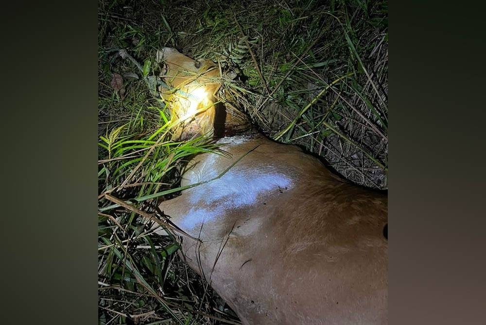 L'état de la carcasse d'une vache morte qui aurait été attaquée par un tigre à Kampung Merbau Menyusut, Setiu.