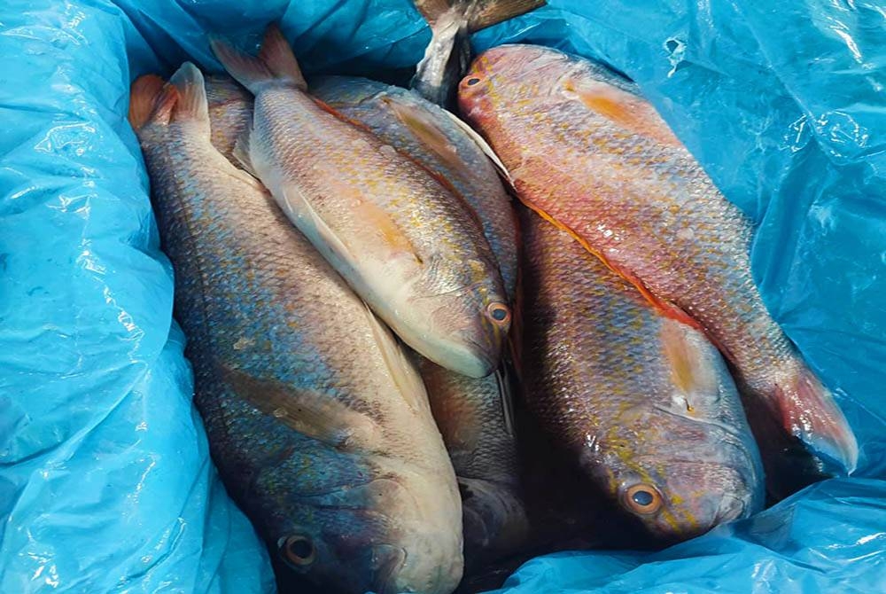 Rampasan pelbagai jenis ikan basah yang dibawa masuk tanpa permit di pintu masuk Pelabuhan Lumut pada Rabu. Foto Maqis Perak