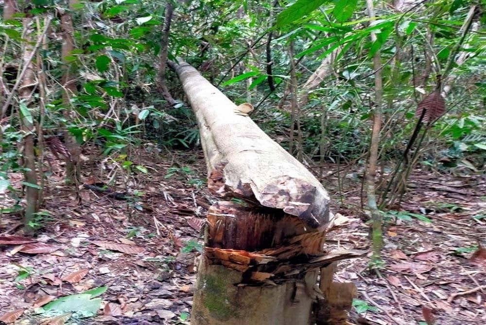 Pokok karas yang dipercayai di tebang oleh warga asing bagi mencari gaharu di dalam Hutan Simpan Pemuliharaan Tasek Bera (Ramsar), Bera.