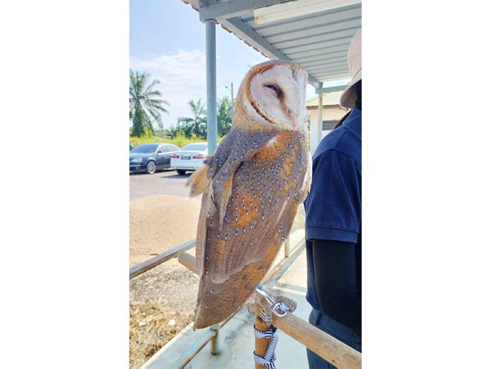 Burung pungguk jelapang