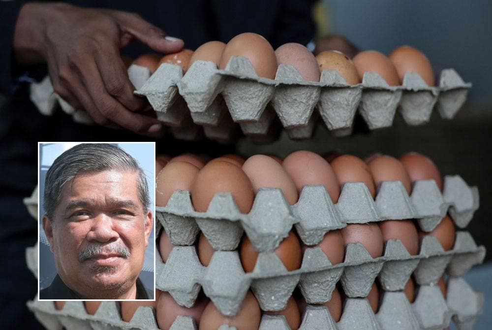 Kementerian Pertanian dan Keterjaminan Makanan menjangkakan pengeluaran bekalan telur ayam dalam negara kembali pulih menjelang hujung tahun ini. - Gambar hiasan, gambar kecil: Mohamad Sabu