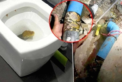 Ular sawa seberat 23kg ditemui dalam tandas sebuah rumah di Samut Prakan. - Agensi