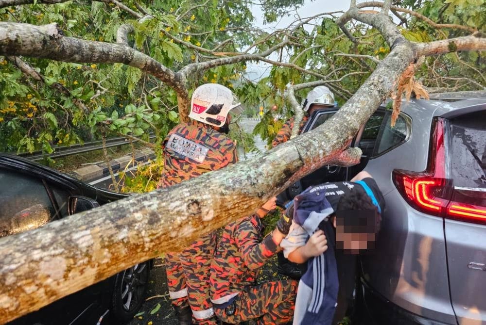 Pasukan bomba membantu mangsa keluar daripada kereta yang dihempap pokok.