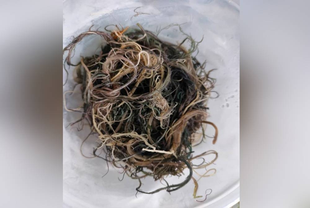 Rumpai laut yang sudah dikeringkan untuk dijadikan kerabu sare.