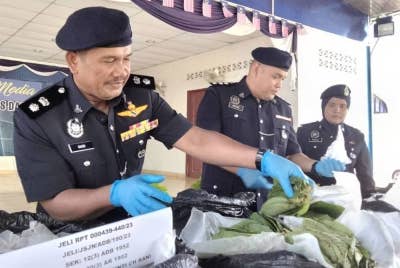 Saari (kiri) menunjukkan daun ketum yang dirampas di Kampung Pasir Dusun, Jeli pada Khamis.