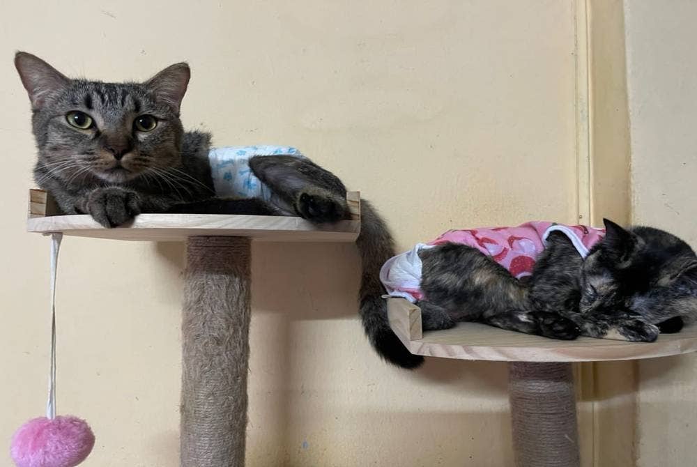 Momot dan Tora merupakan kucing kelainan upaya yang dibela Siti Azila dan suami.
