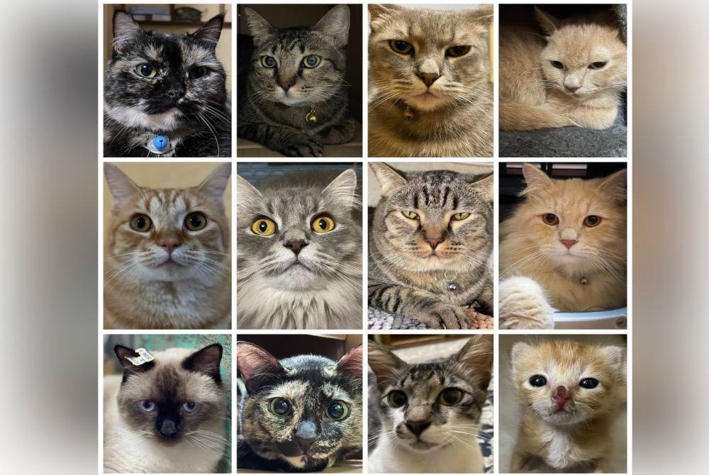 Siti Azila dan suami berkorban masa serta tenaga menjaga 12 ekor kucing.